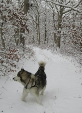 20170106-snowy-trail-1