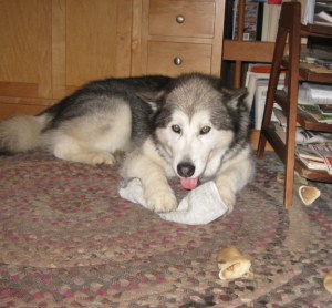 Travvy lying down with sock