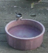 bird on water dish