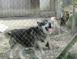 Papa Fly and Mama Anuk