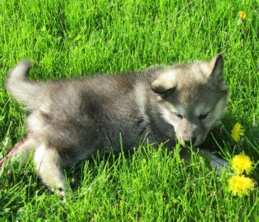 puppy on green grass