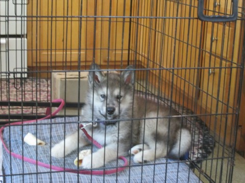 puppy in crate