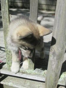 puppy squeezes through deck railing