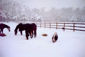 horses and dog in snowy pasture