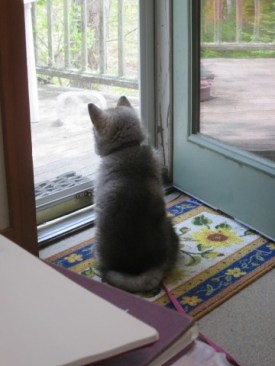 Puppy looking through screen door