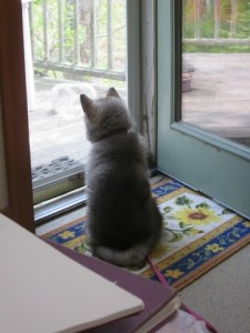 Puppy looking through screen door