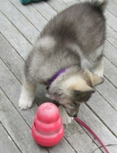 puppy and Kong Wobbler