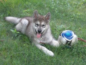 puppy and soccer ball