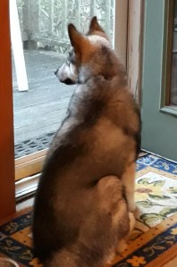 young dog looks through screen door